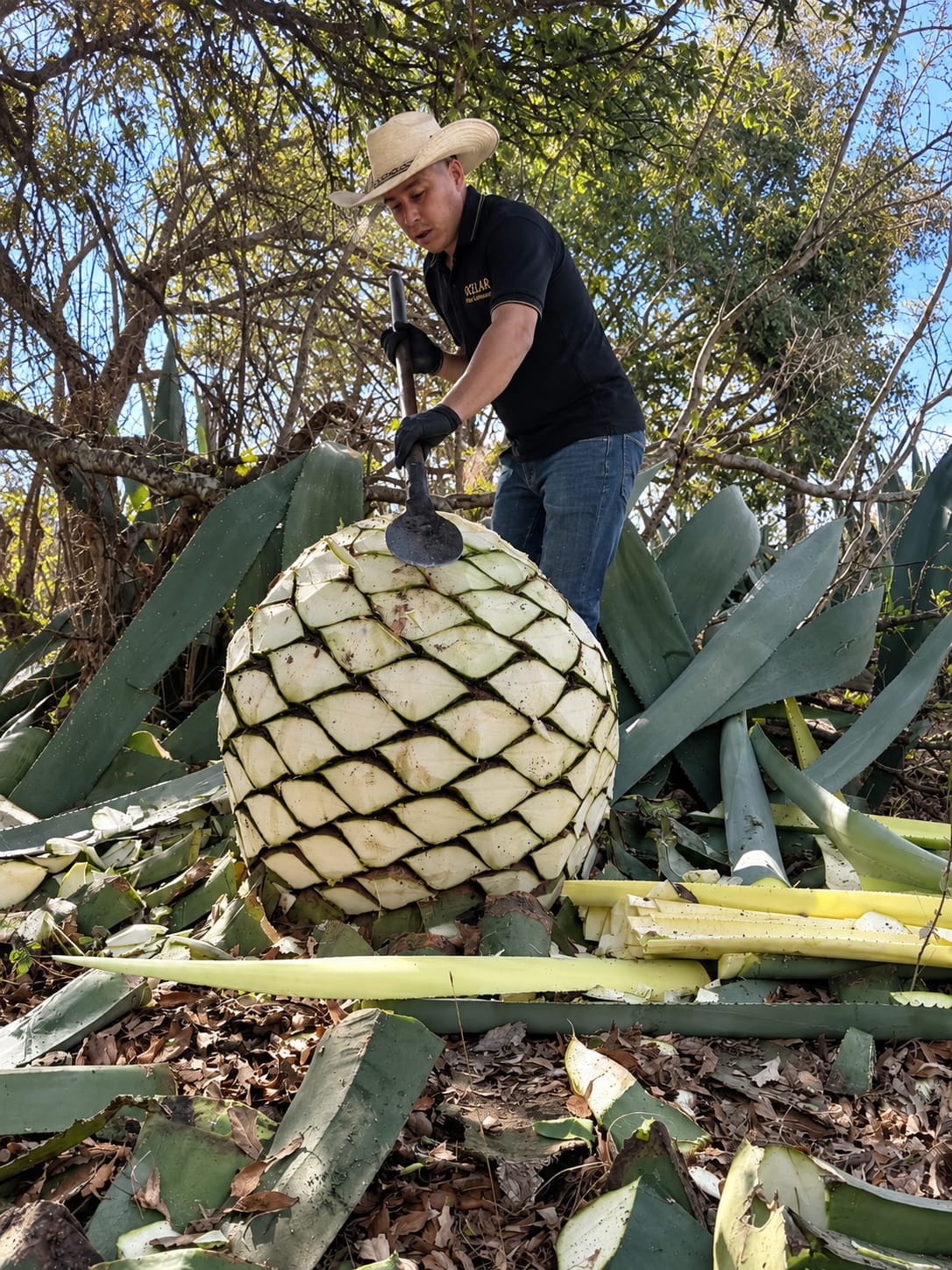 Jima del agave con trinchera hasta descubrir la piña