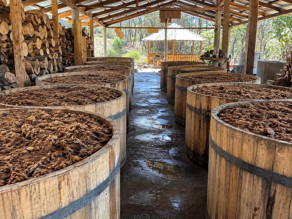 Tinas de madera durante la fermentación