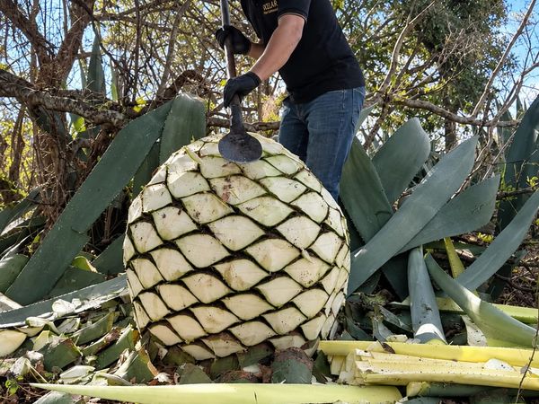 Jima del agave con trinchera